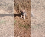 Small #3 Mastiff
