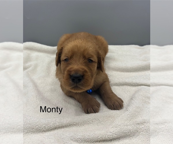 Medium Photo #2 Golden Retriever Puppy For Sale in FREDERICKSBG, OH, USA