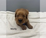 Small #1 Golden Retriever
