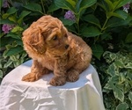 Small #4 Cavapoo