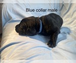 Small #8 Labrador Retriever