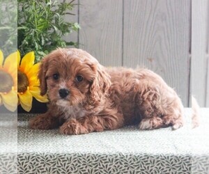 Cavapoo Puppy for sale in GORDONVILLE, PA, USA
