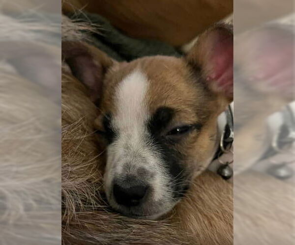 Medium Photo #6 Rat-Cha Puppy For Sale in Grafton, WI, USA