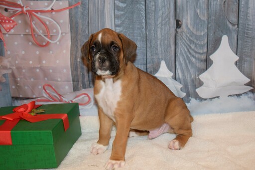 Medium Photo #19 Boxer Puppy For Sale in CHILHOWEE, MO, USA