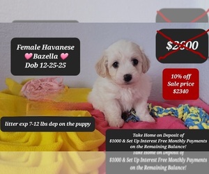 Havanese Puppy for sale in TUCSON, AZ, USA