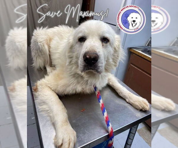 Medium Photo #2 Great Pyrenees Puppy For Sale in Spring, TX, USA