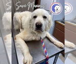 Small #1 Great Pyrenees