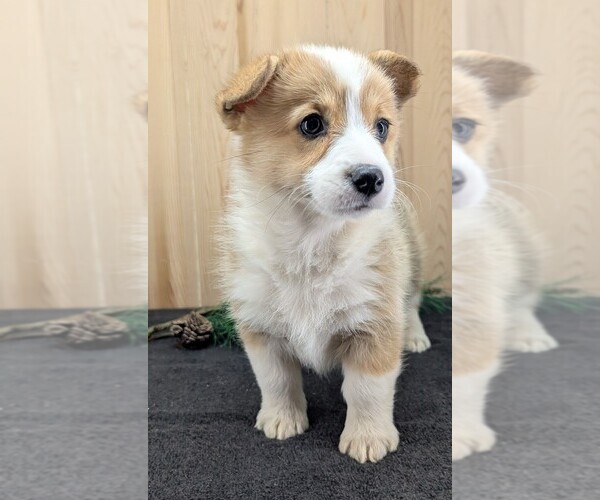 Medium Photo #9 Pembroke Welsh Corgi Puppy For Sale in GOSHEN, IN, USA