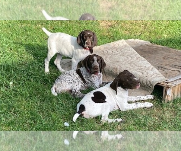 Medium Photo #1 German Shorthaired Pointer Puppy For Sale in RENO, NV, USA