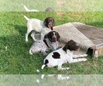 Small German Shorthaired Pointer