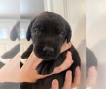 Small Photo #2 Labrador Retriever Puppy For Sale in CHINO HILLS, CA, USA