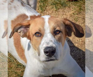 Great Dane-Unknown Mix Dogs for adoption in Huntley, IL, USA