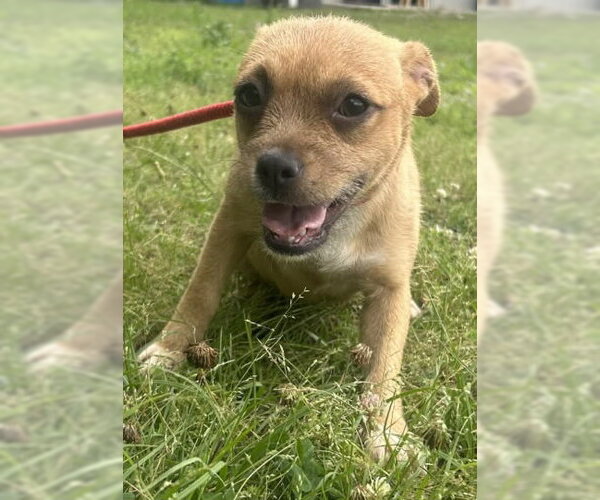 Medium Photo #4 Mutt Puppy For Sale in Wetumpka, AL, USA
