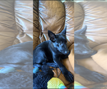 Small Mutt