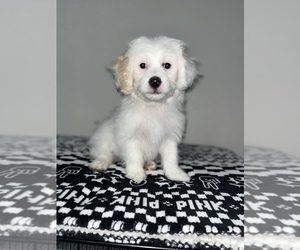 Lhatese Puppy for sale in HIGHLAND, CA, USA