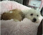 Small #1 Maltese Mix