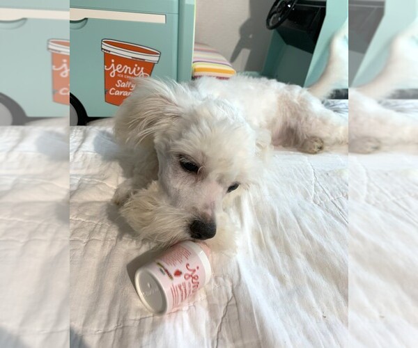 Medium Photo #1 Chonzer Puppy For Sale in MORENO VALLEY, CA, USA