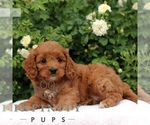 Small #3 Cavapoo