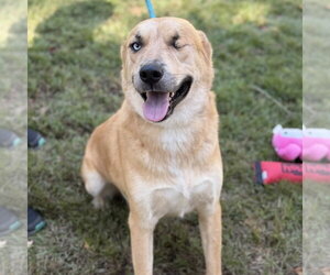 POPEYE - Male Labrador Retriever Dog for Adoption - Photo #3