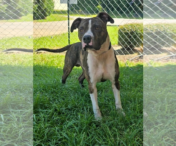 Medium Photo #4 Boxador Puppy For Sale in Orangeburg, SC, USA