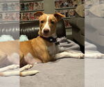 Small #3 Labrador Retriever Mix