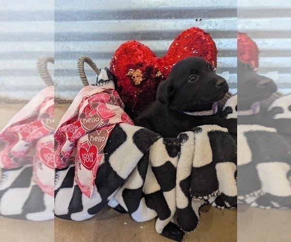 Medium Photo #10 Golden Labrador Puppy For Sale in CAMERON, MO, USA