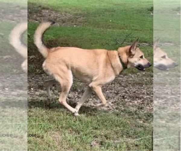 Medium Photo #3 Mutt Puppy For Sale in Harrison, AR, USA
