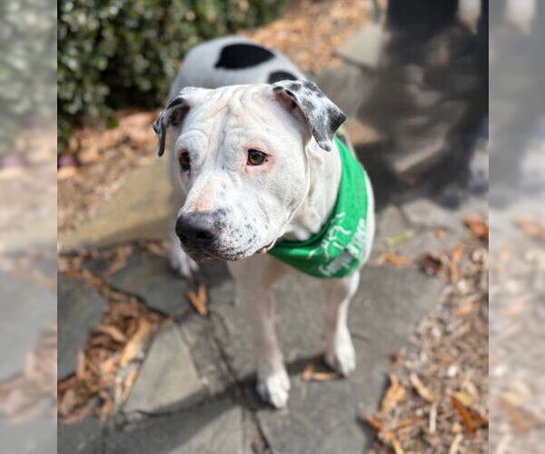 Medium Photo #1 American Pit Bull Terrier-Unknown Mix Puppy For Sale in Warrenton, VA, USA
