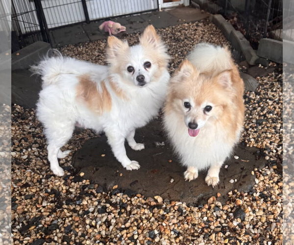 Medium Photo #4 Pomeranian Puppy For Sale in Pottstown, PA, USA