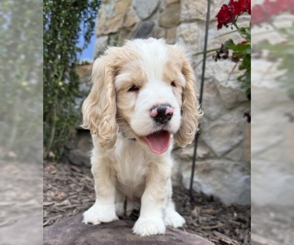 Medium Photo #5 Cocker Spaniel Puppy For Sale in Arlington, VA, USA