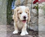 Small #4 Cocker Spaniel