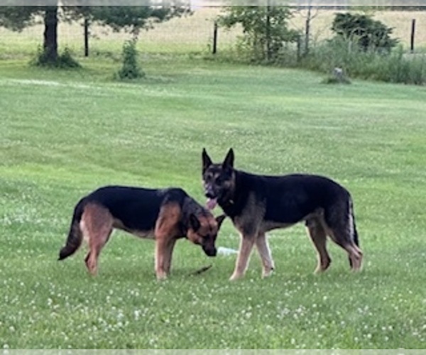 Medium Photo #11 German Shepherd Dog Puppy For Sale in PLYMOUTH, IN, USA