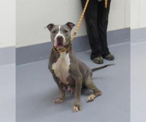 American Pit Bull Terrier Dogs for adoption in Louisville, KY, USA