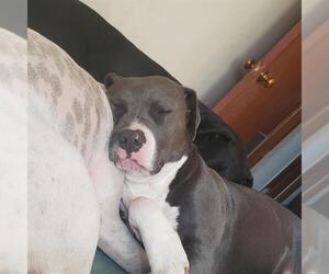 American Pit Bull Terrier-Unknown Mix Dogs for adoption in Oklahoma City, OK, USA