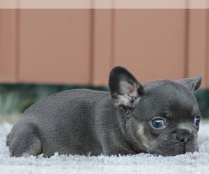 French Bulldog Puppy for sale in BOSTON, MA, USA