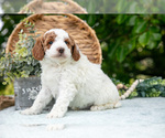 Small #2 Poodle (Miniature)