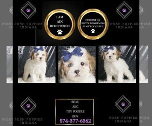 Poodle (Toy) Puppy for sale in WARSAW, IN, USA