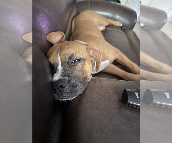 Medium Photo #2 Boxer-Unknown Mix Puppy For Sale in  Katy, TX, USA