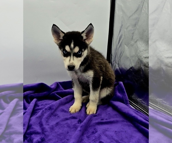 Medium Photo #2 Siberian Husky Puppy For Sale in SANDY HOOK, KY, USA
