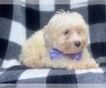 Small Photo #5 Maltipoo Puppy For Sale in LAKELAND, FL, USA