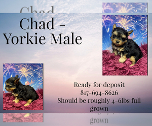 Yorkshire Terrier Puppy for sale in AZLE, TX, USA