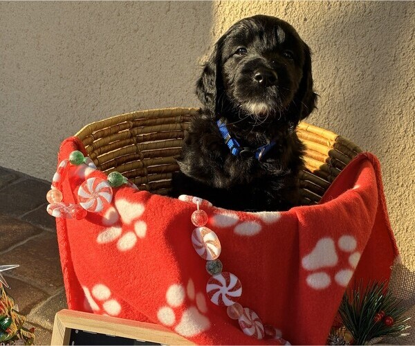 Medium Photo #12 Goldendoodle Puppy For Sale in FORT LAUDERDALE, FL, USA