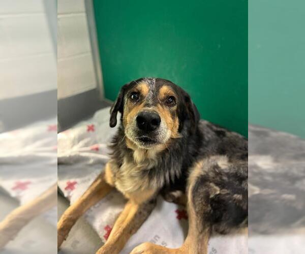 Medium Photo #1 Australian Shepherd-Unknown Mix Puppy For Sale in Visalia, CA, USA