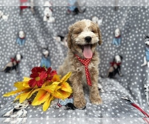 Cock-A-Poo Puppy for sale in LAKELAND, FL, USA