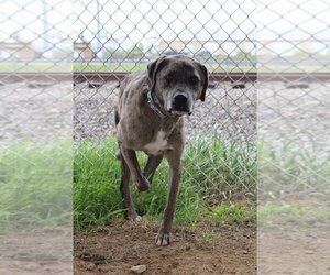 Catahoula Leopard Dog-Unknown Mix Dogs for adoption in Evansville, IN, USA