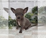 Small #19 Chihuahua
