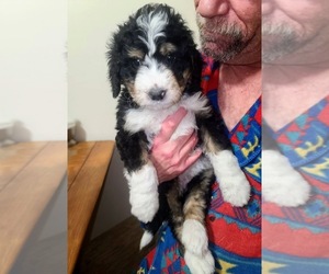 Bernedoodle Puppy for Sale in PAONIA, Colorado USA