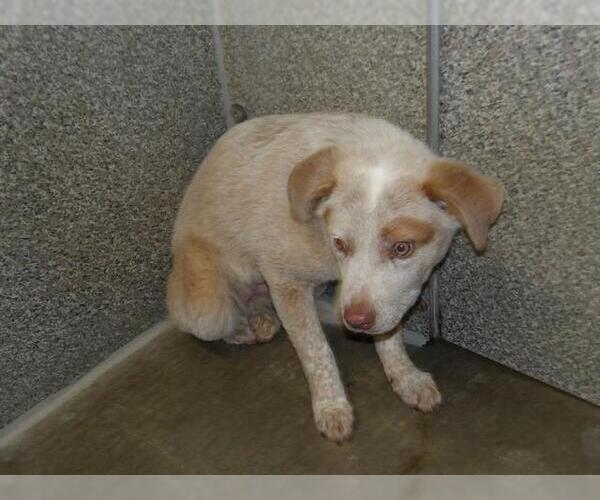 Medium Photo #1 Mutt Puppy For Sale in Santa Rosa, CA, USA