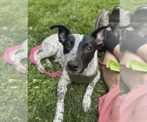 Mutt Dogs for adoption in Candler, NC, USA