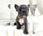 Small Photo #5 French Bulldog Puppy For Sale in CEDAR HILL, TX, USA